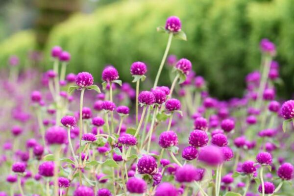 Bíborka (Gomphrena globosa) ültetése, gondozása, szaporítása