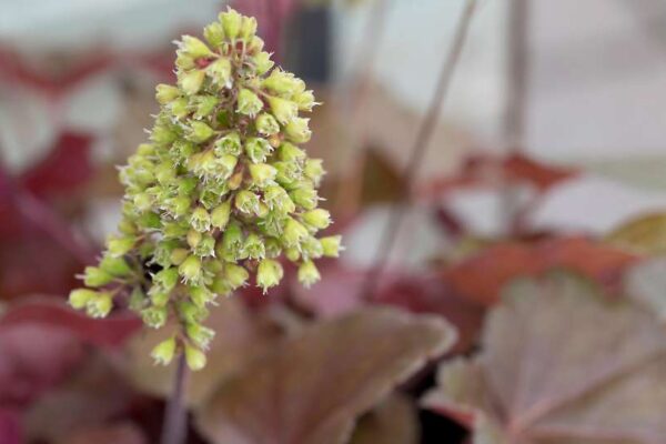 Tűzgyöngyvirág (Heuchera)