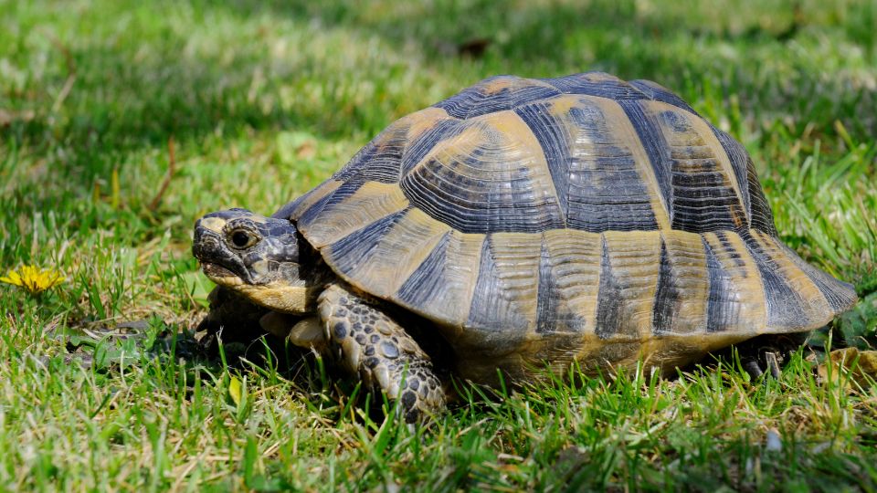 gorog-teknos-1 Görög teknős a családban - egy különleges társ, aki hosszú évekig végigkísér